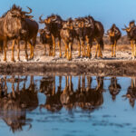 A herd of thirsty Blue Wildebeest walk towards the waterhole in Namibia's Onguma Reserve, stopping to drink before leaving as swiftly as they arrived (image by Virginia Wilde)