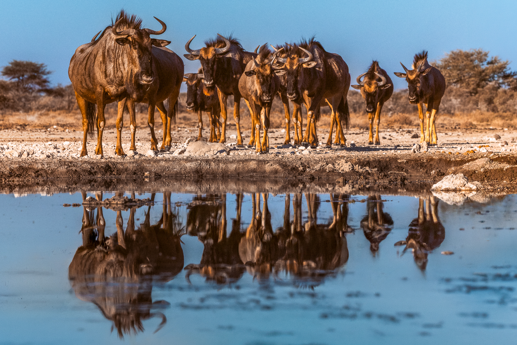 A herd of thirsty Blue Wildebeest walk towards the waterhole in Namibia's Onguma Reserve, stopping to drink before leaving as swiftly as they arrived (image by Virginia Wilde)
