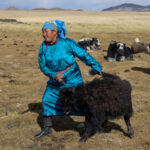 After milking the mother yak, the calf is brought back to her (image by Ingrid Koedood)