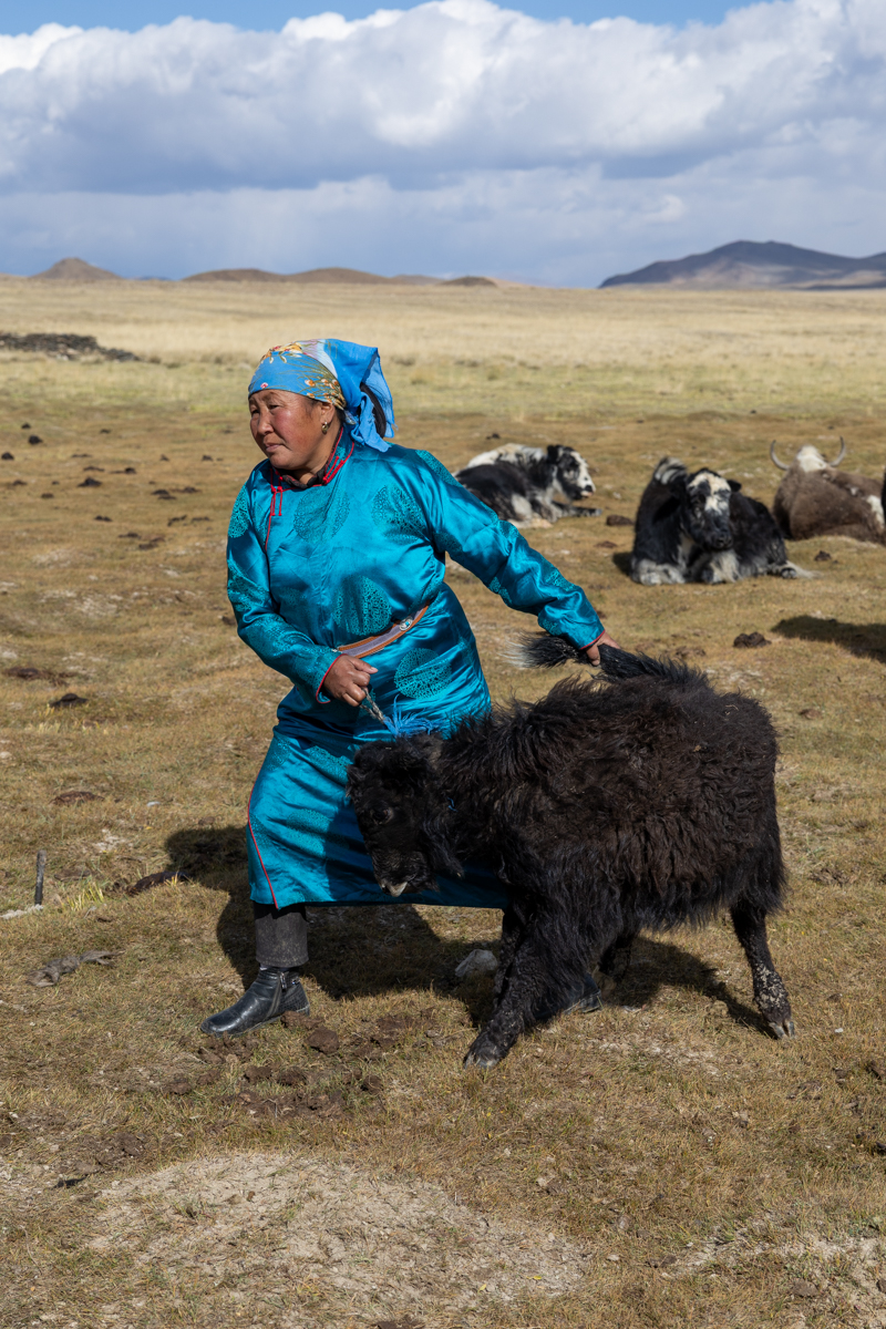 After milking the mother yak, the calf is brought back to her (image by Ingrid Koedood)