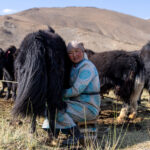 Daily routine: milking the livestock (image by Ingrid Koedood)