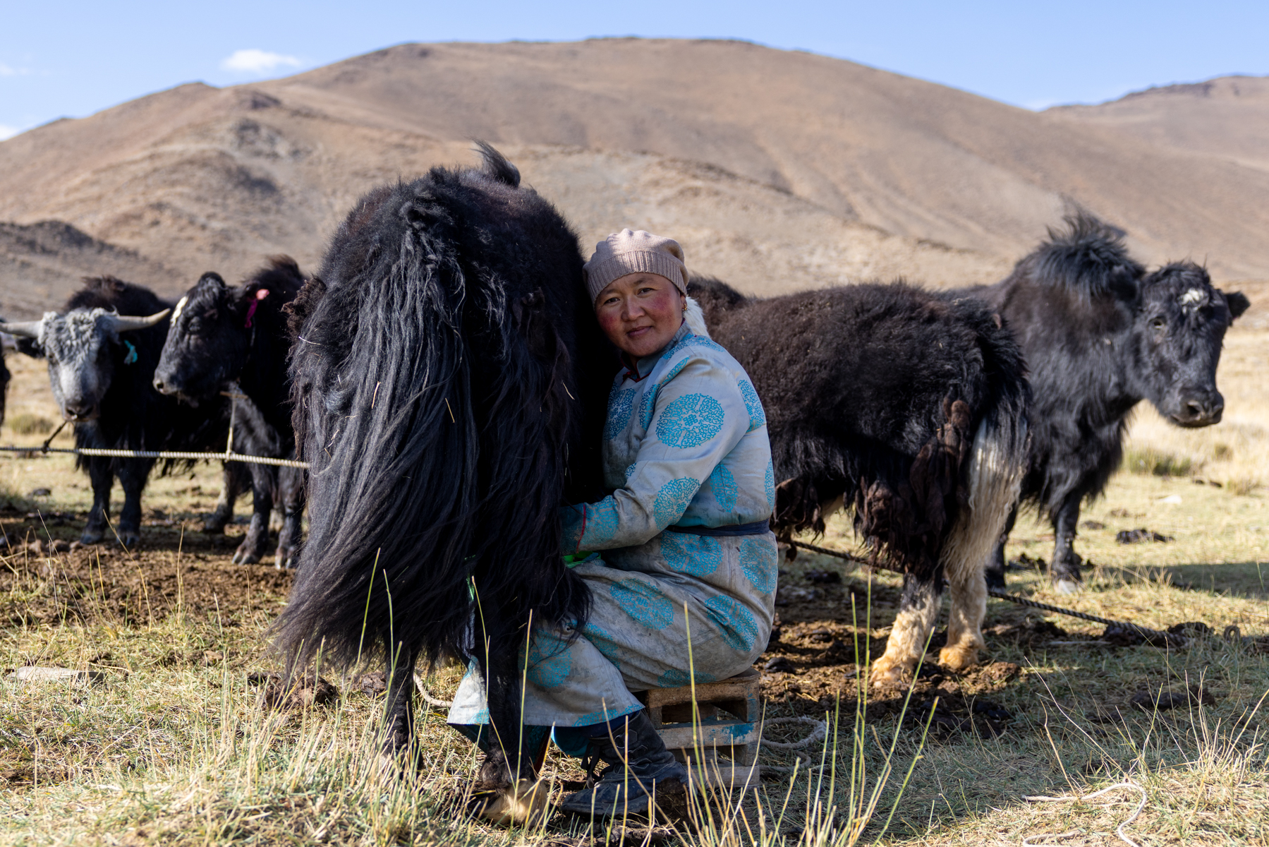 Daily routine: milking the livestock (image by Ingrid Koedood)