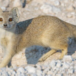 Hey Yellow Mongoose, what wonderfully orange eyes you have! Yellow Mongoose are excellent diggers and unlike many mongooses, they are largely solitary - with adults typically living and foraging alone (image by Virginia Wilde)