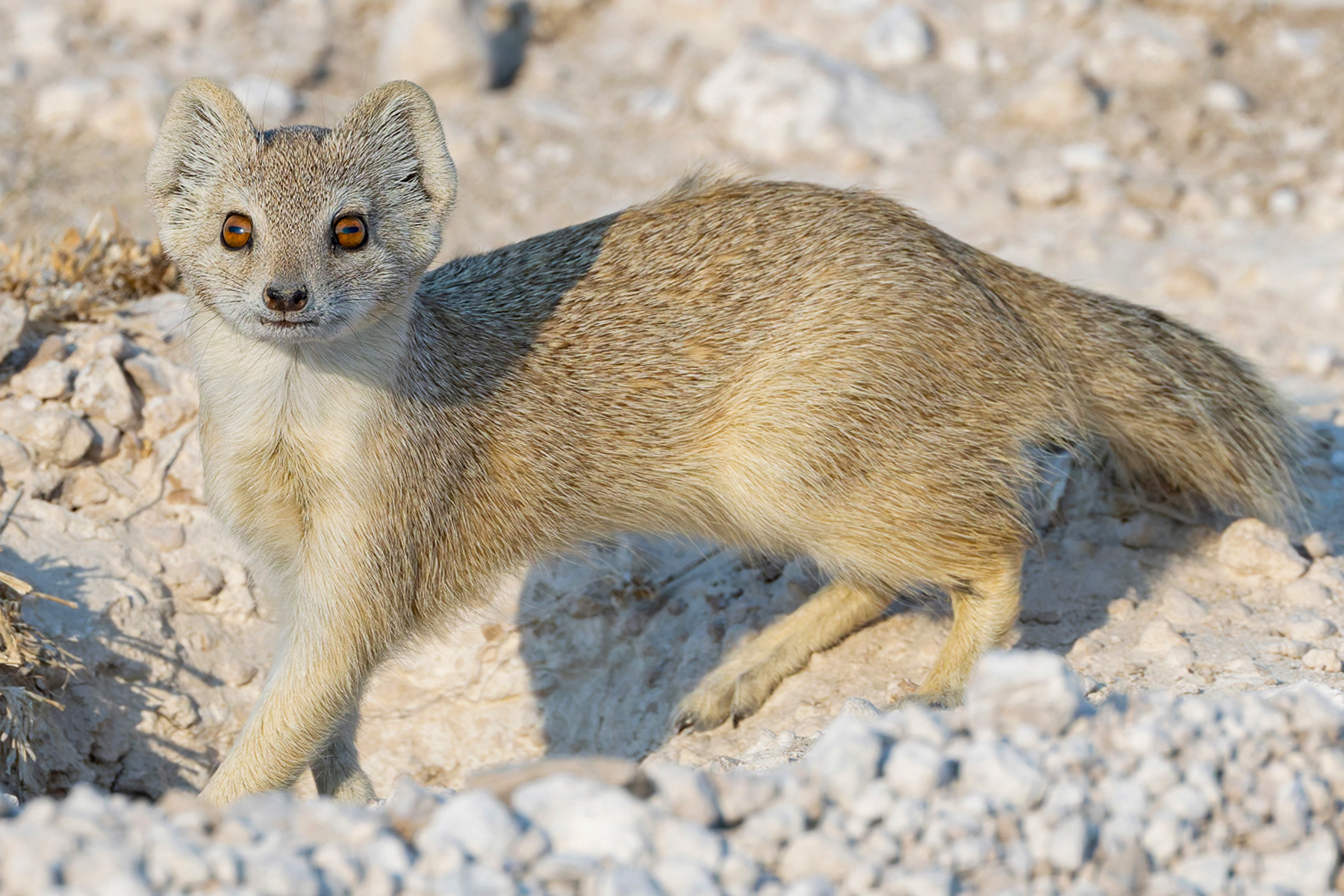 Hey Yellow Mongoose, what wonderfully orange eyes you have! Yellow Mongoose are excellent diggers and unlike many mongooses, they are largely solitary - with adults typically living and foraging alone (image by Virginia Wilde)