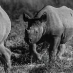 One of my favourite wildlife encounters of our 2026 Namibia tour was watching this juvenile Black Rhino caper about at the Okaukeujo waterhole - and its mum's endeavours to protect her young: charging at any male rhino that came too close (image by Virginia Wilde)