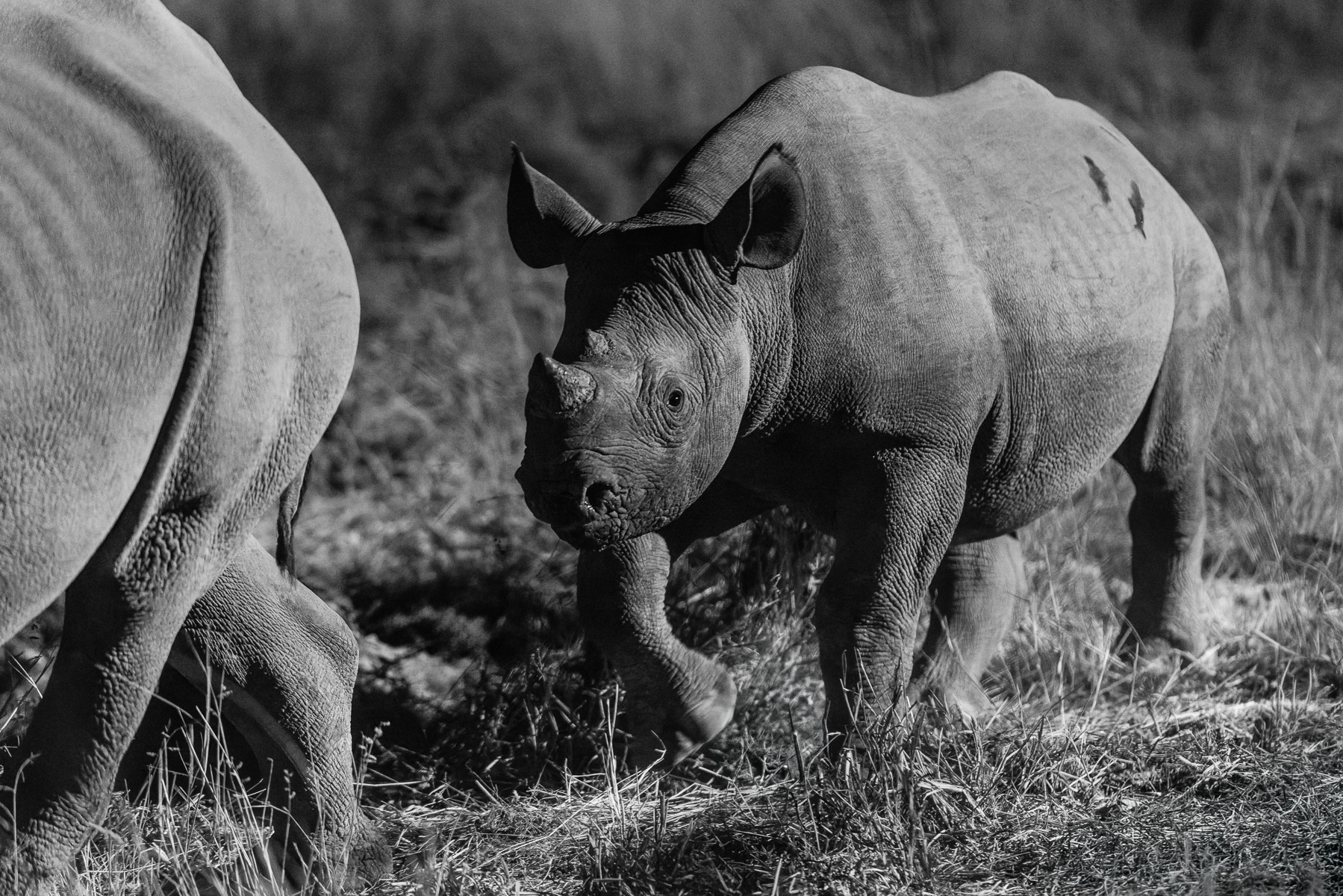 One of my favourite wildlife encounters of our 2026 Namibia tour was watching this juvenile Black Rhino caper about at the Okaukeujo waterhole - and its mum's endeavours to protect her young: charging at any male rhino that came too close (image by Virginia Wilde)