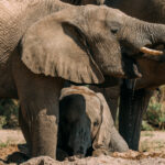 A juvenile desert-adapted African Savanna Elephant lies in shadow beneath an older troop-member, both sucking groundwater through their trunks from a hole they dug in the ground of the ephemeral Hoanib River (image by Virginia Wilde)