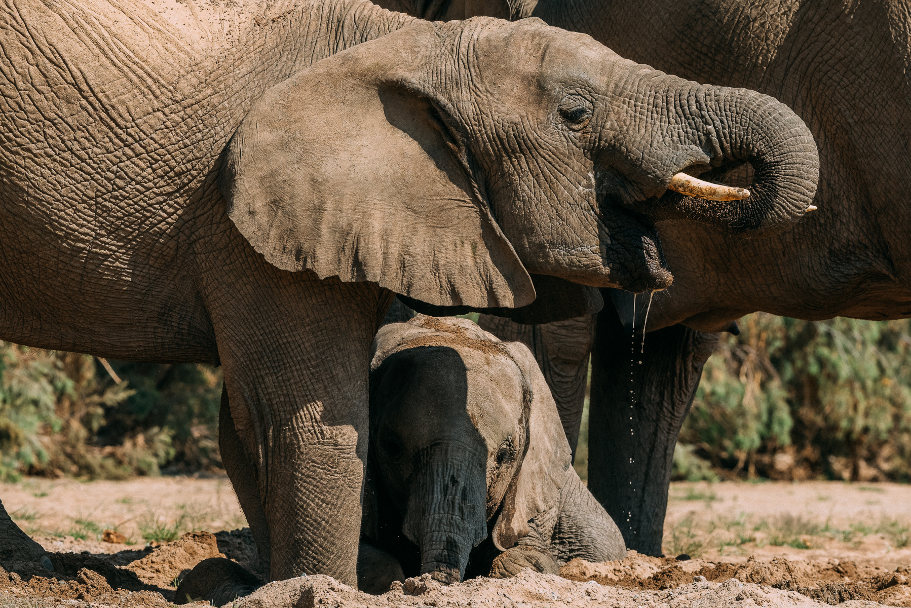 A juvenile desert-adapted African Savanna Elephant lies in shadow beneath an older troop-member, both sucking groundwater through their trunks from a hole they dug in the ground of the ephemeral Hoanib River (image by Virginia Wilde)