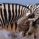 'It's all going to be okay, you know.' Zebras are highly social animals and close physical contact helps to reinforce the bonds between individuals. In the harsh Namibian landscape, this small display of affection makes for a particularly lovely glimpse of their world (image by Virginia Wilde)