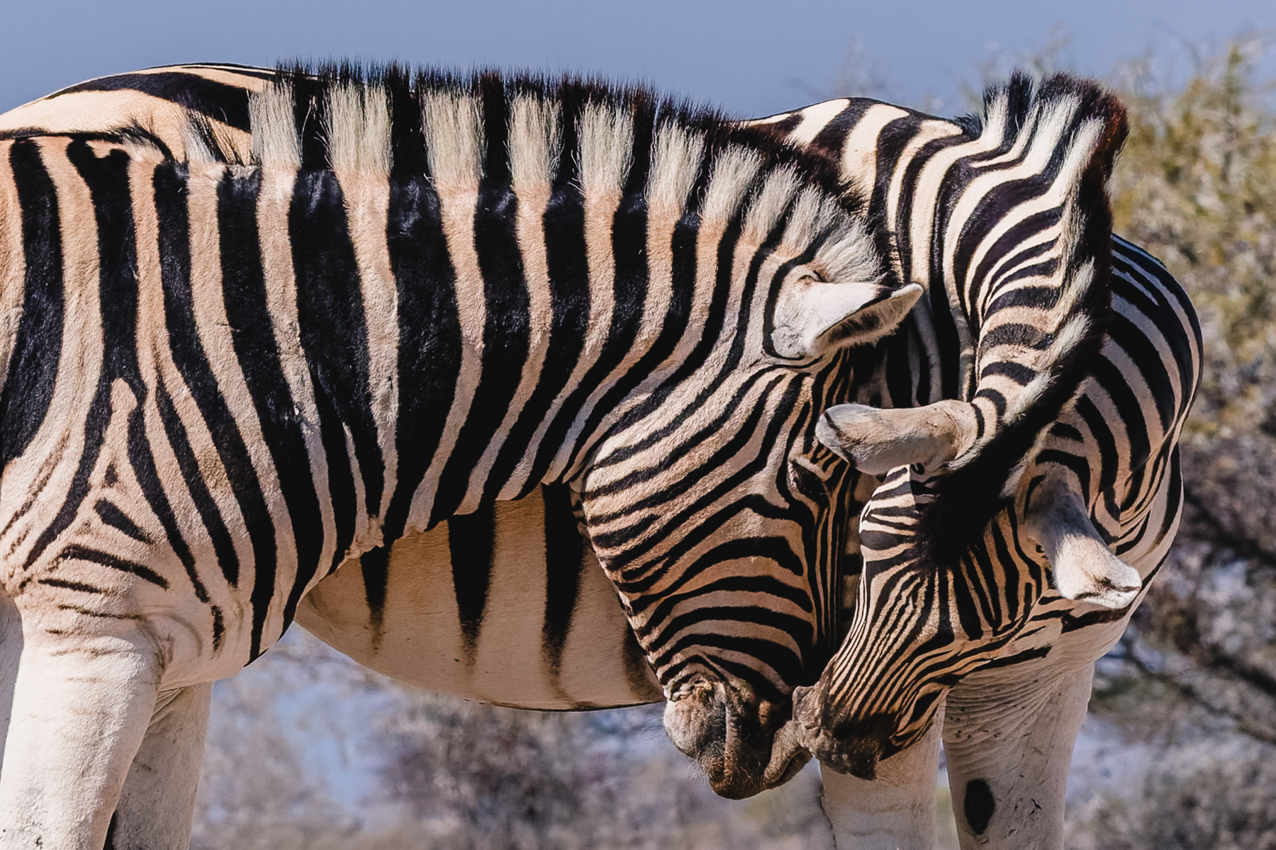 'It's all going to be okay, you know.' Zebras are highly social animals and close physical contact helps to reinforce the bonds between individuals. In the harsh Namibian landscape, this small display of affection makes for a particularly lovely glimpse of their world (image by Virginia Wilde)